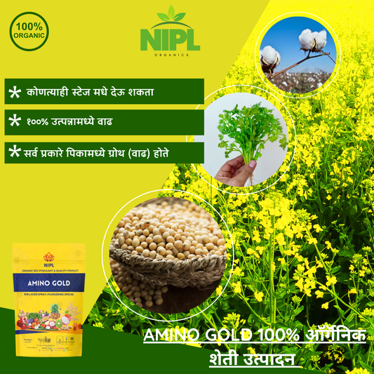 Amino Gold (flowering special)