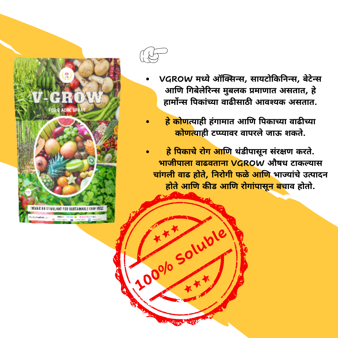 Combo Pack Amino Gold And V-Groww (100gm each)